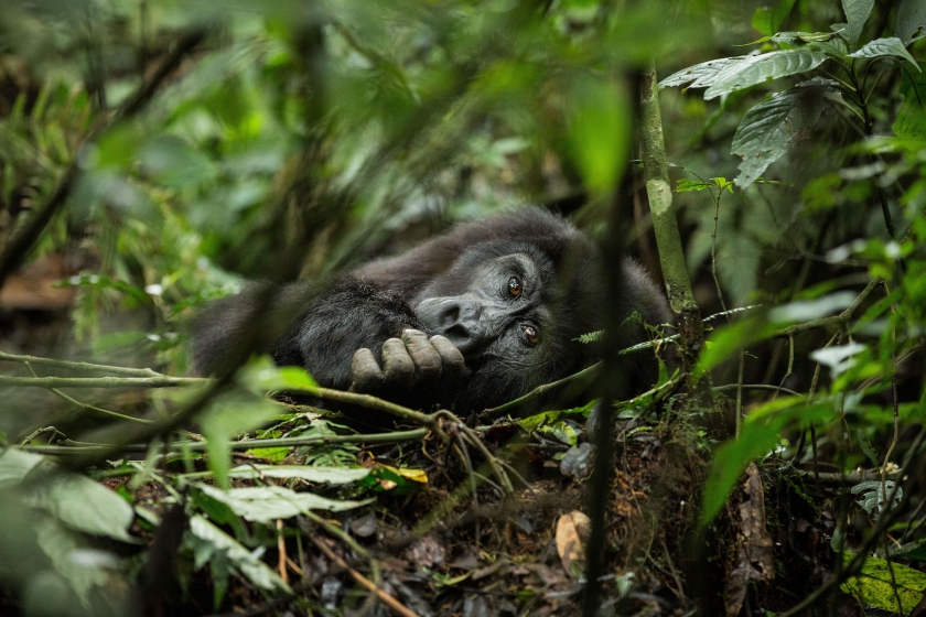 Gorilla Trekking In Uganda and Rwanda