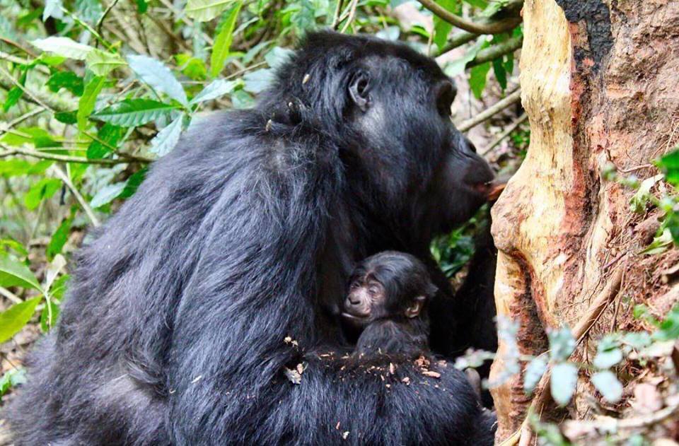 Baby Gorilla from Mishaya