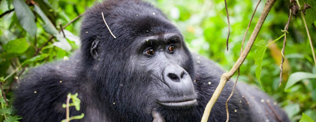 Gorilla Safaris