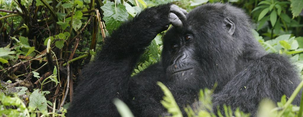 Bwindi Gorilla