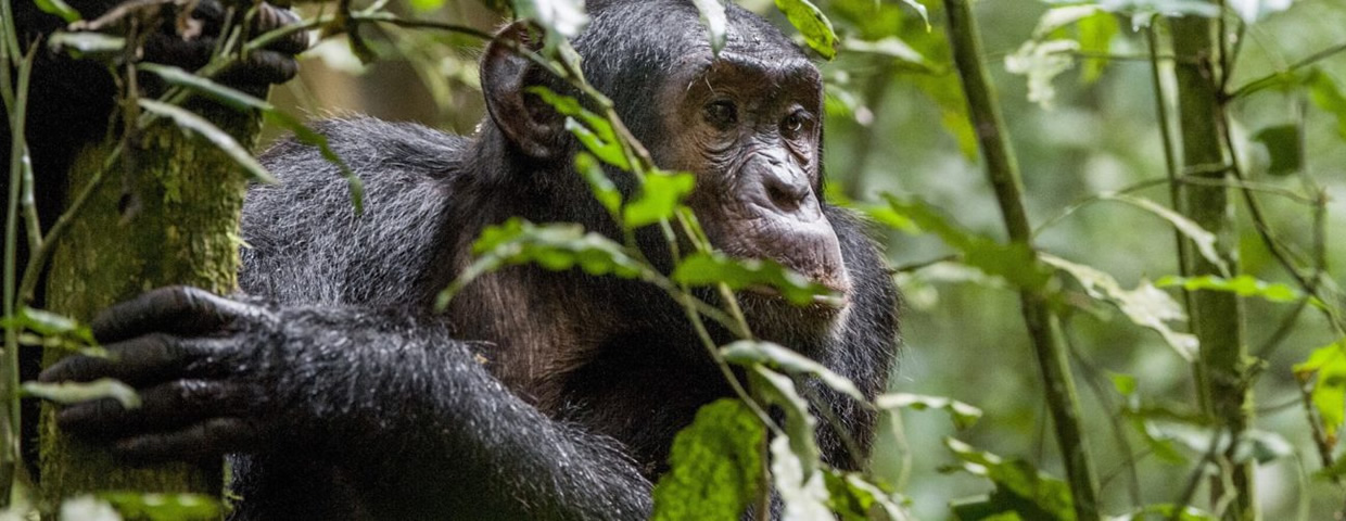 Chimpanzee Safaris in Uganda