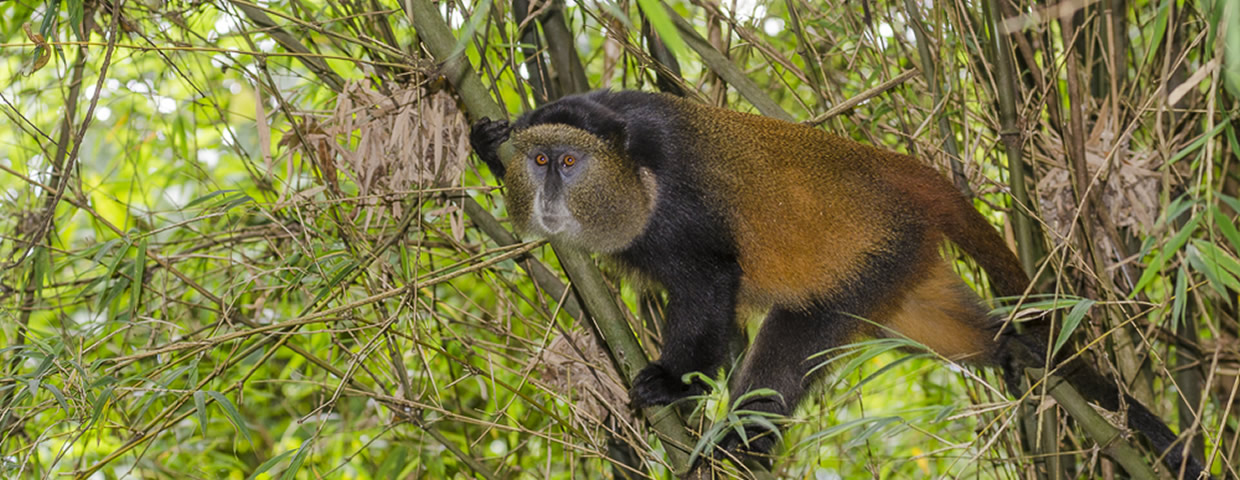 Golden Monkey Tracking