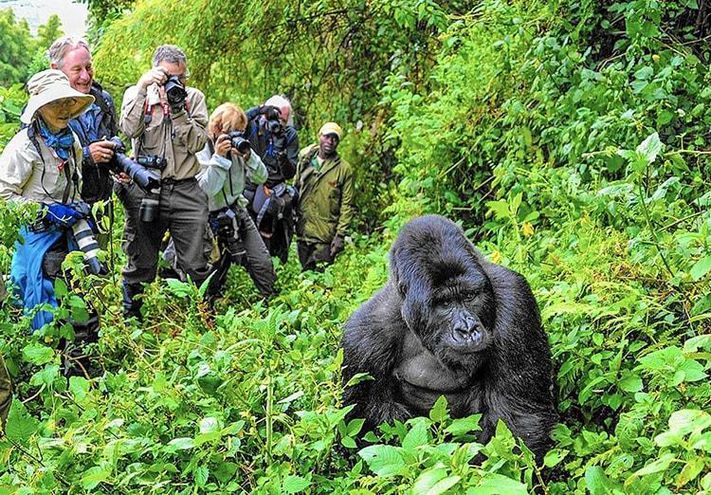 Gorilla Holiday in Uganda