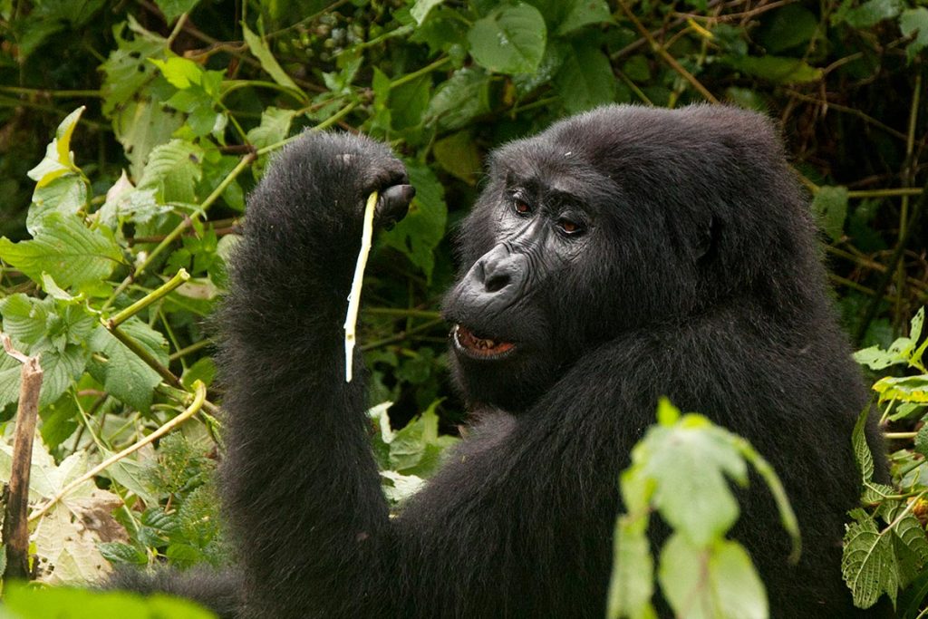 Gorilla tours Uganda