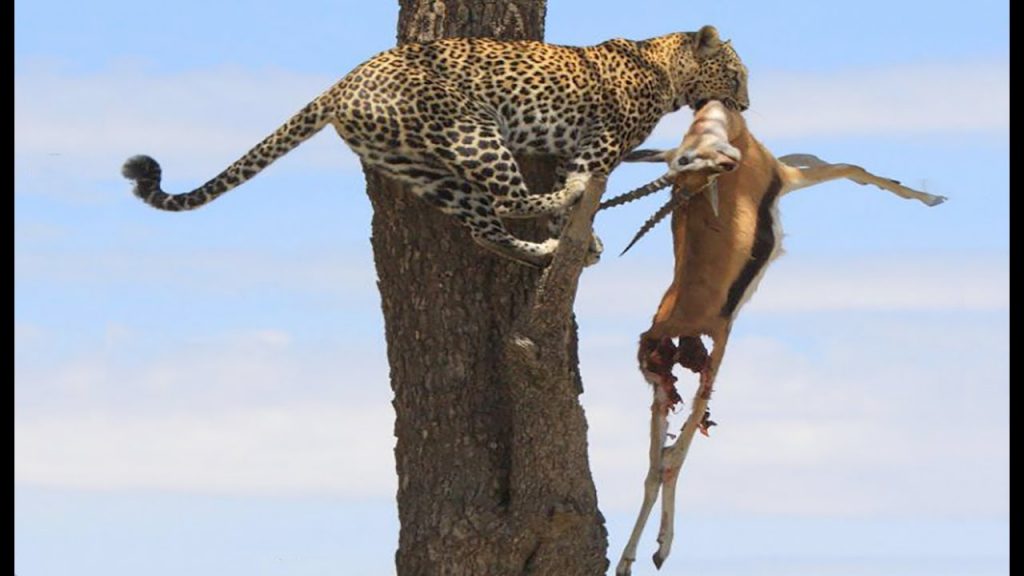 Leopard in Uganda
