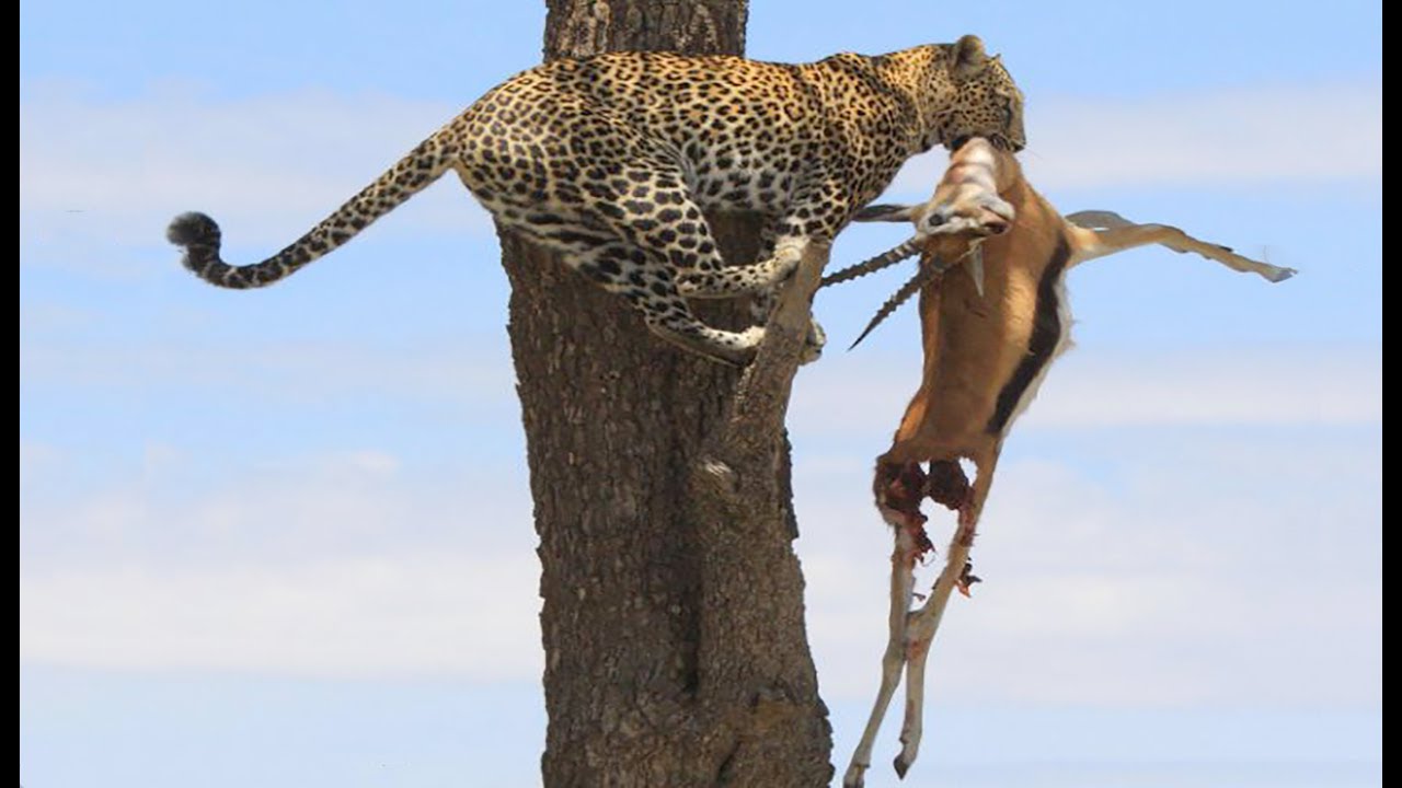 Leopard in Uganda