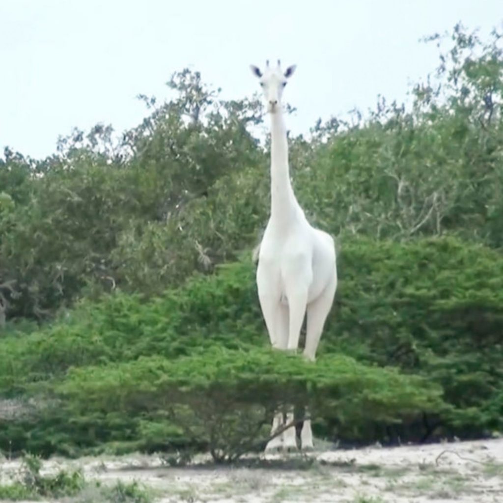 The rare White Giraffes