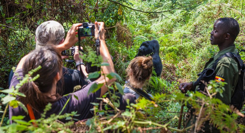 Gorilla Trekking in Bwindi