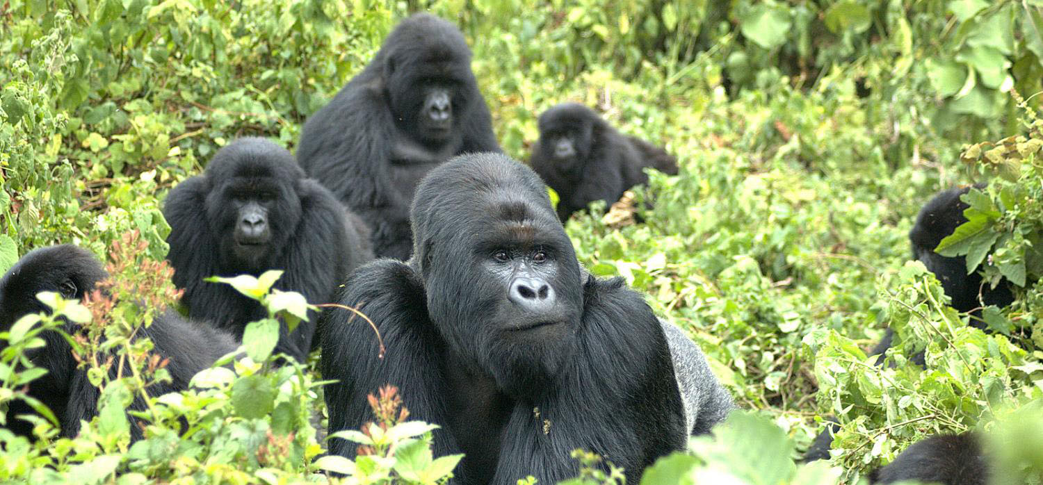 Mountain Gorillas