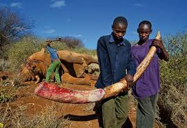 Poaching in Africa