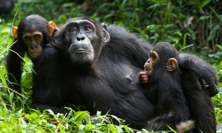 Primate trekking in Nyungwe