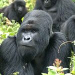 Gorillatrekking Uganda