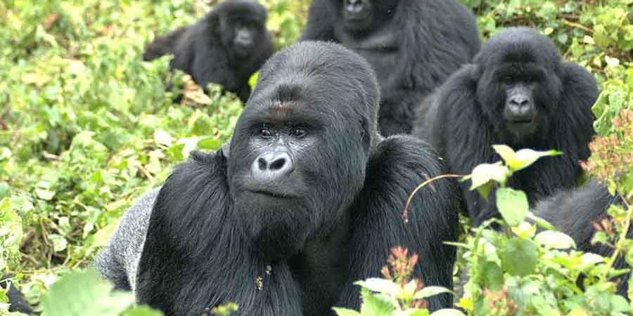 Gorillatrekking Uganda