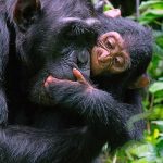 Chimpanzee Trekking in Kibale National Park