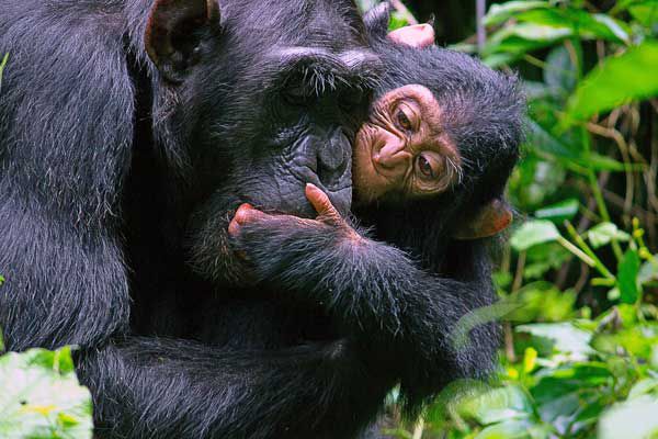 Chimpanzee Trekking in Kibale National Park