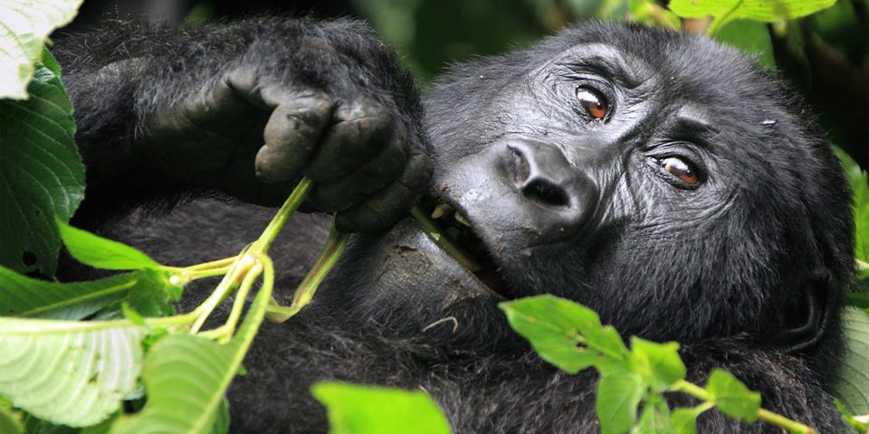 Gorilla Feeding Habits