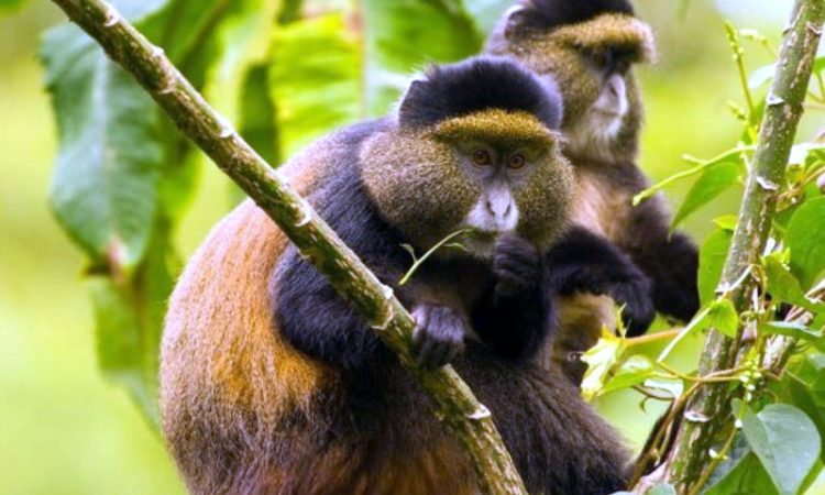 Golden Monkey Trekking in Uganda