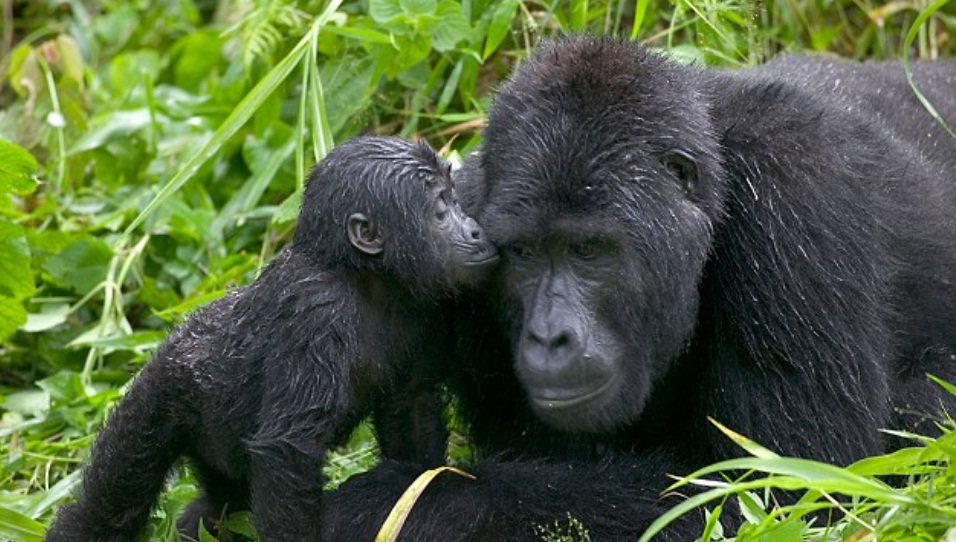 Mountain Gorillas in Uganda