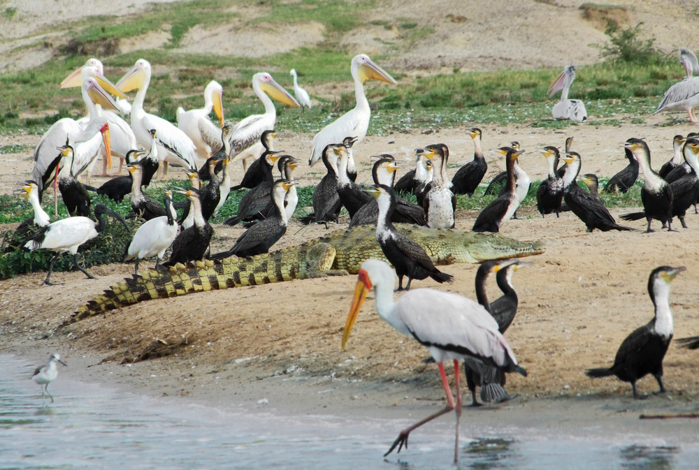 Birding Uganda