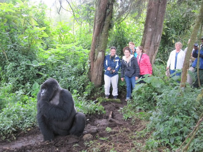 Gorilla trekking