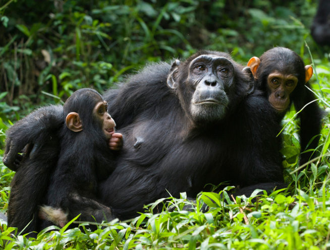 Chimp Trek Uganda