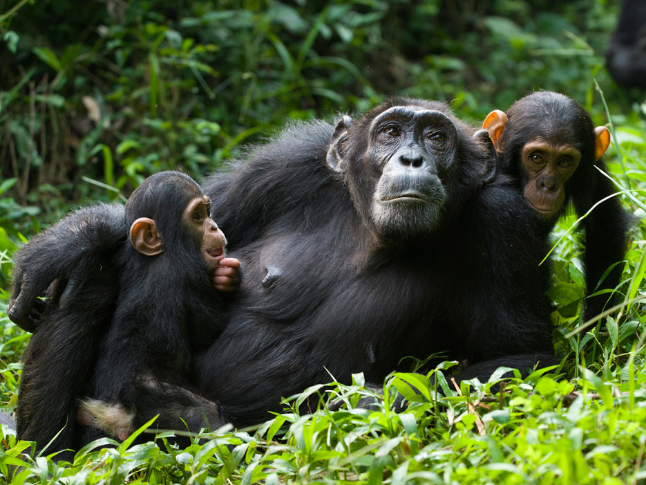 Chimp Trek Uganda