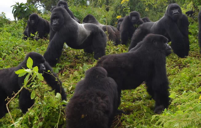 A gorilla family