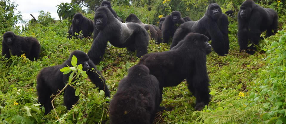 A gorilla family