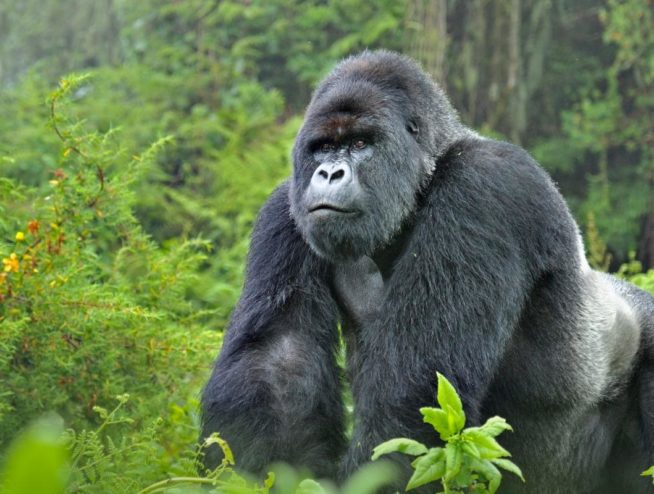 Mountain Gorilla