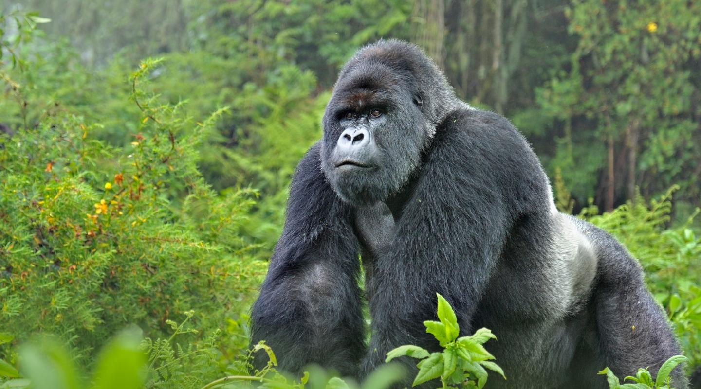 Mountain Gorilla