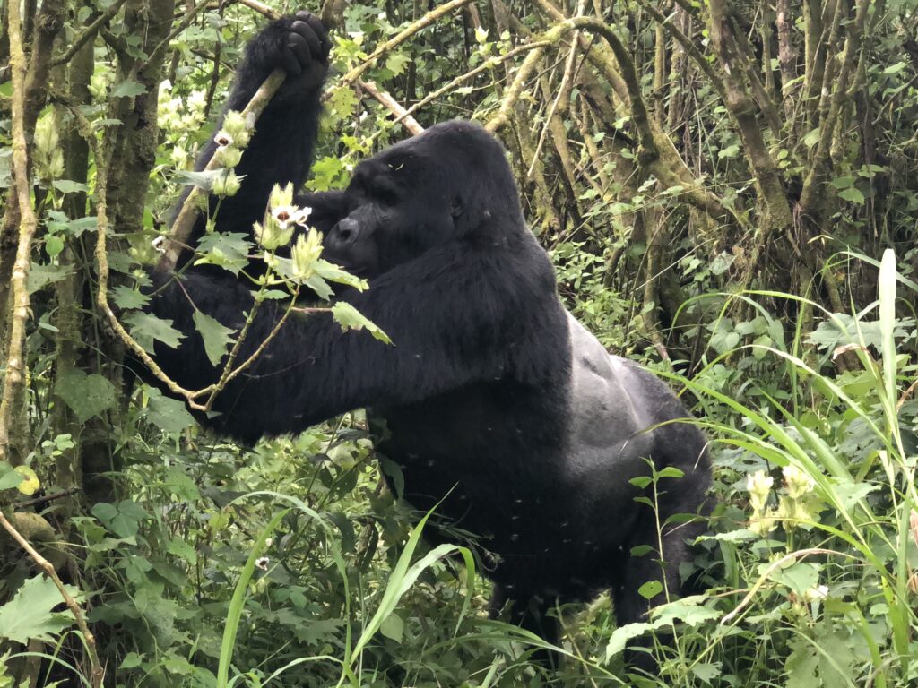 New Gorilla Trekking Tariff 2024